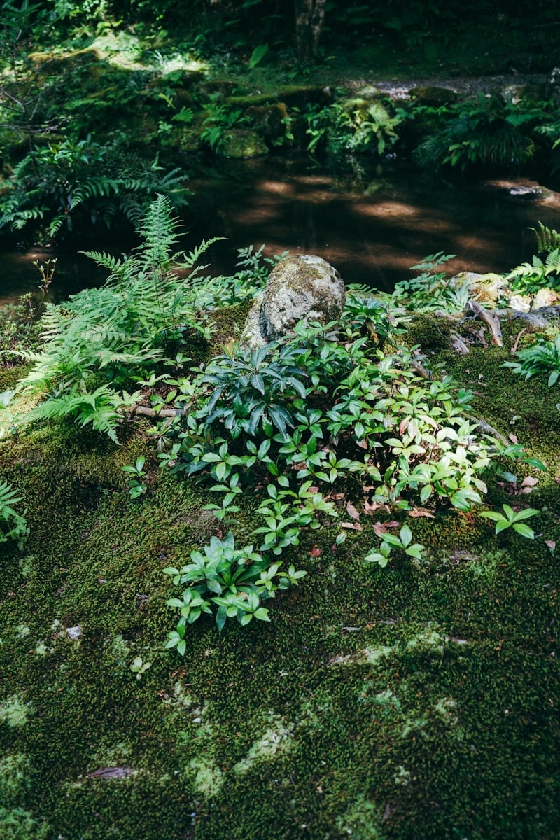 Jardinier à Douai pour création d’un jardin naturel et soigné