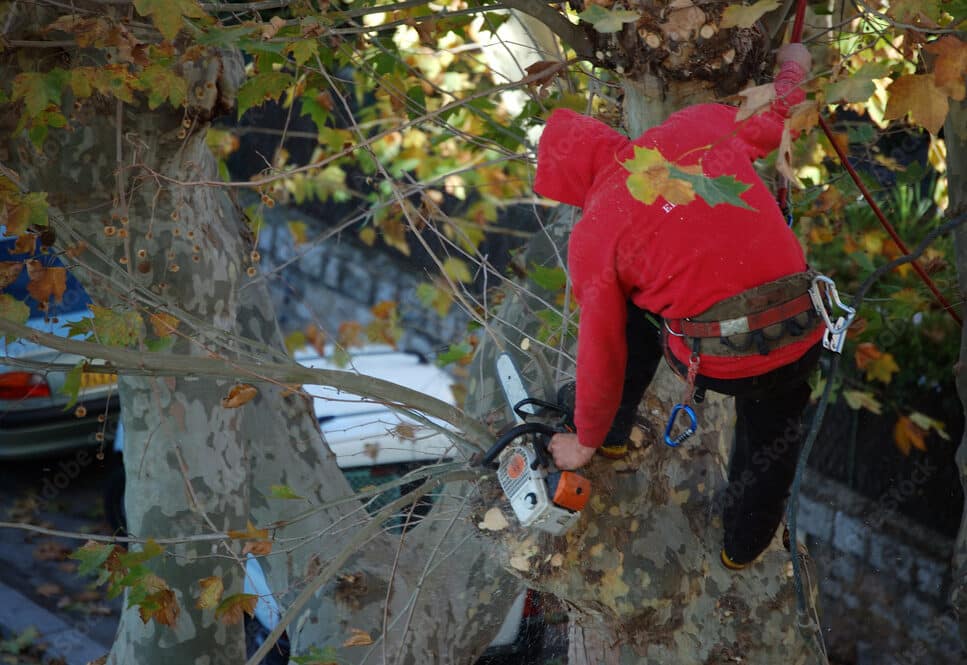 Élagage acrobatique et abattage à Douai
