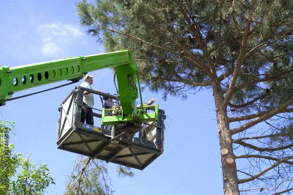 Élagage d’arbre dans la zone d’intervention paysagiste à Douai