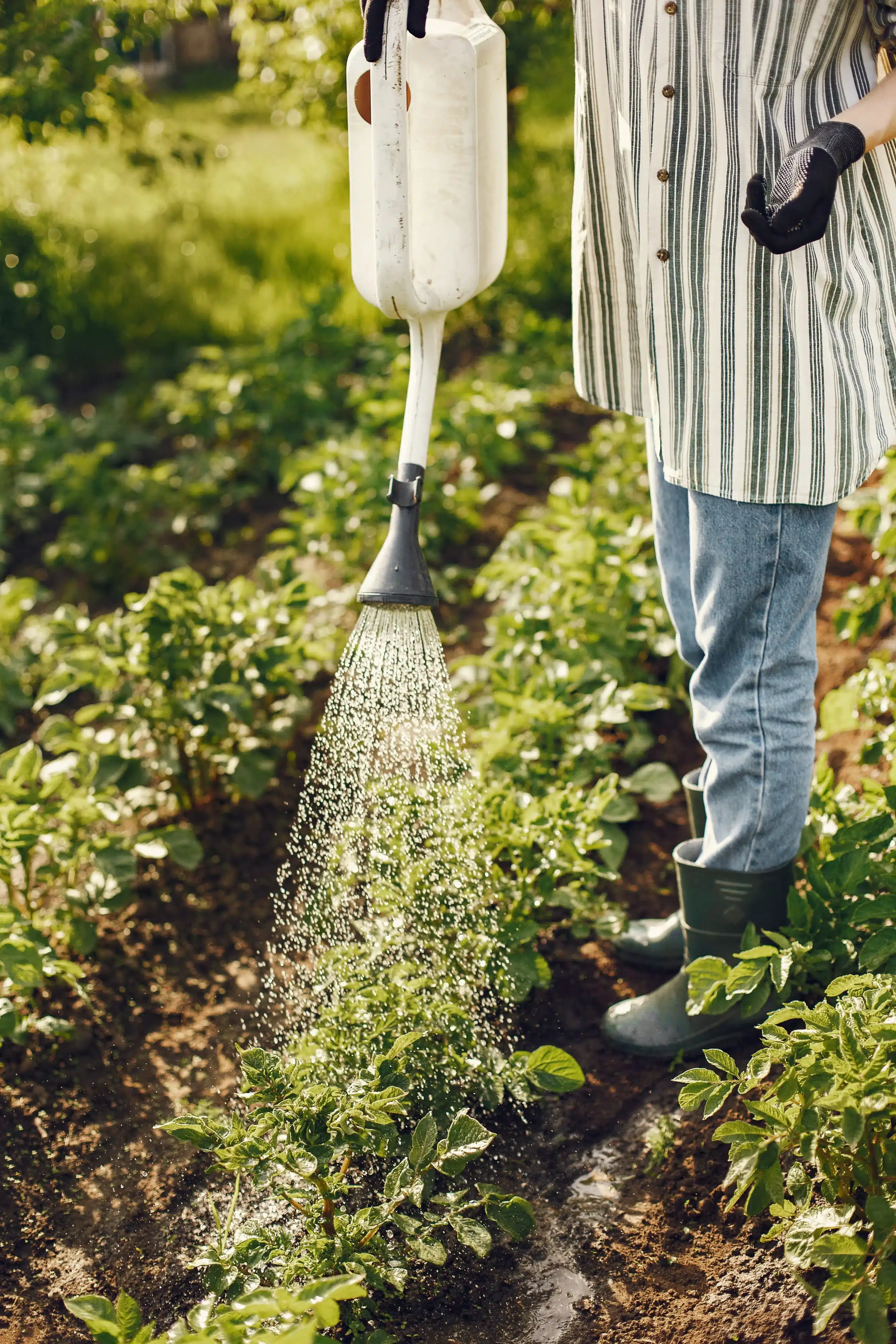 Plantations par jardinier paysagiste à Cuincy